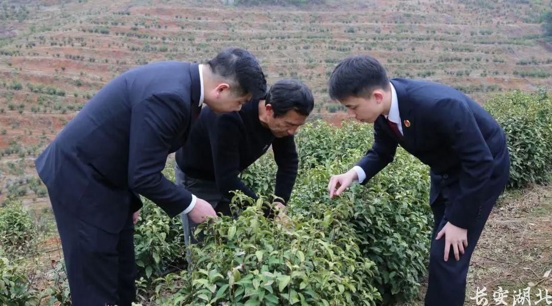 湖北省崇阳县检察院公益诉讼“回头看”精心呵护“崇阳白茶” 